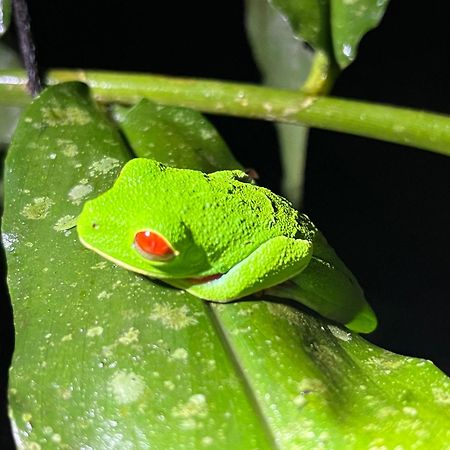 The Frog House La Fortuna Exterior foto
