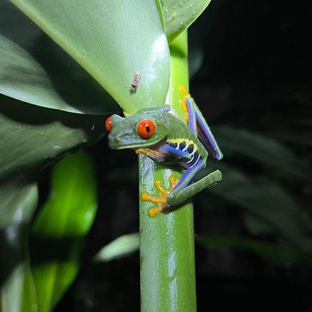 The Frog House La Fortuna Exterior foto