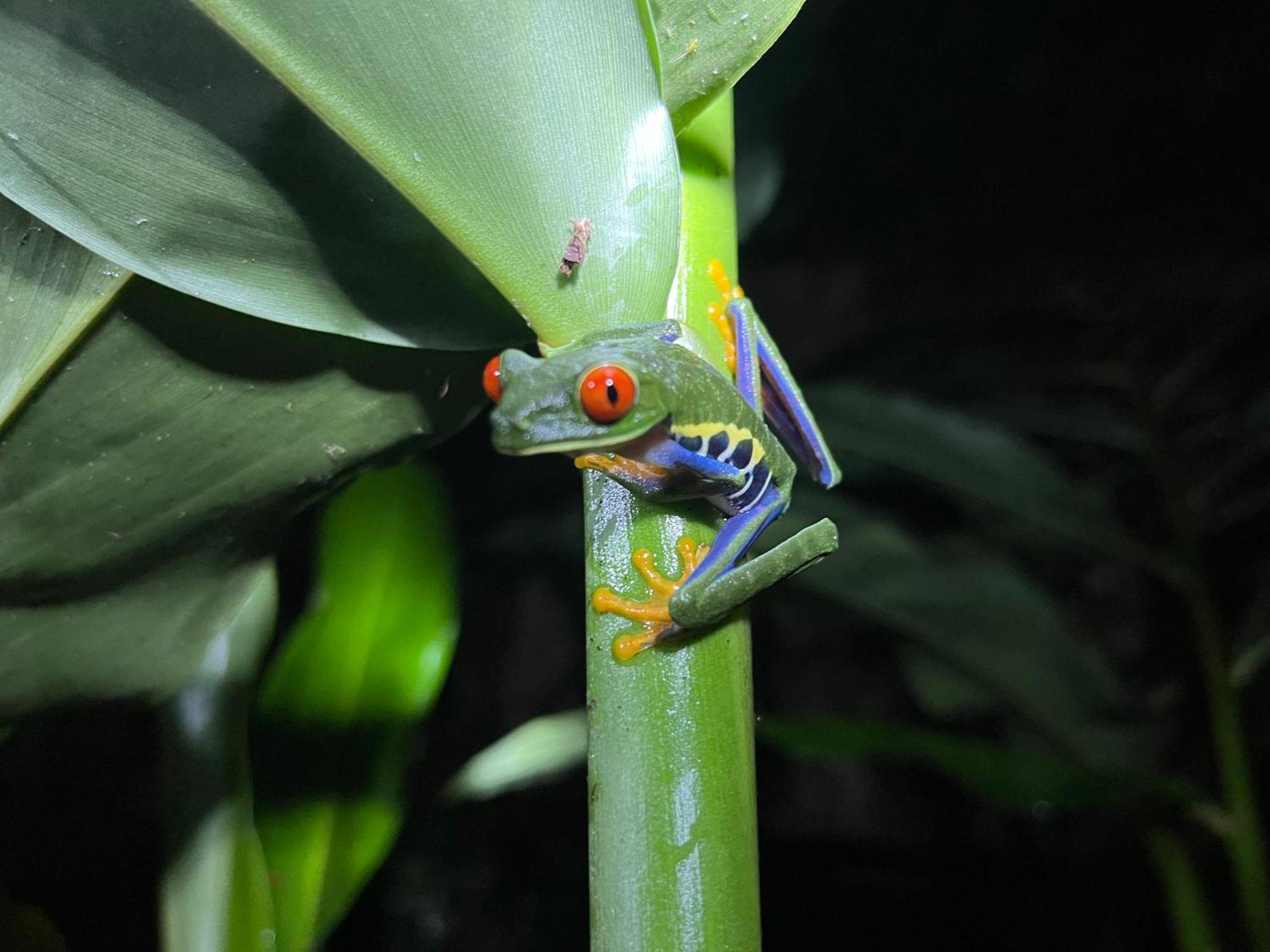 The Frog House La Fortuna Exterior foto