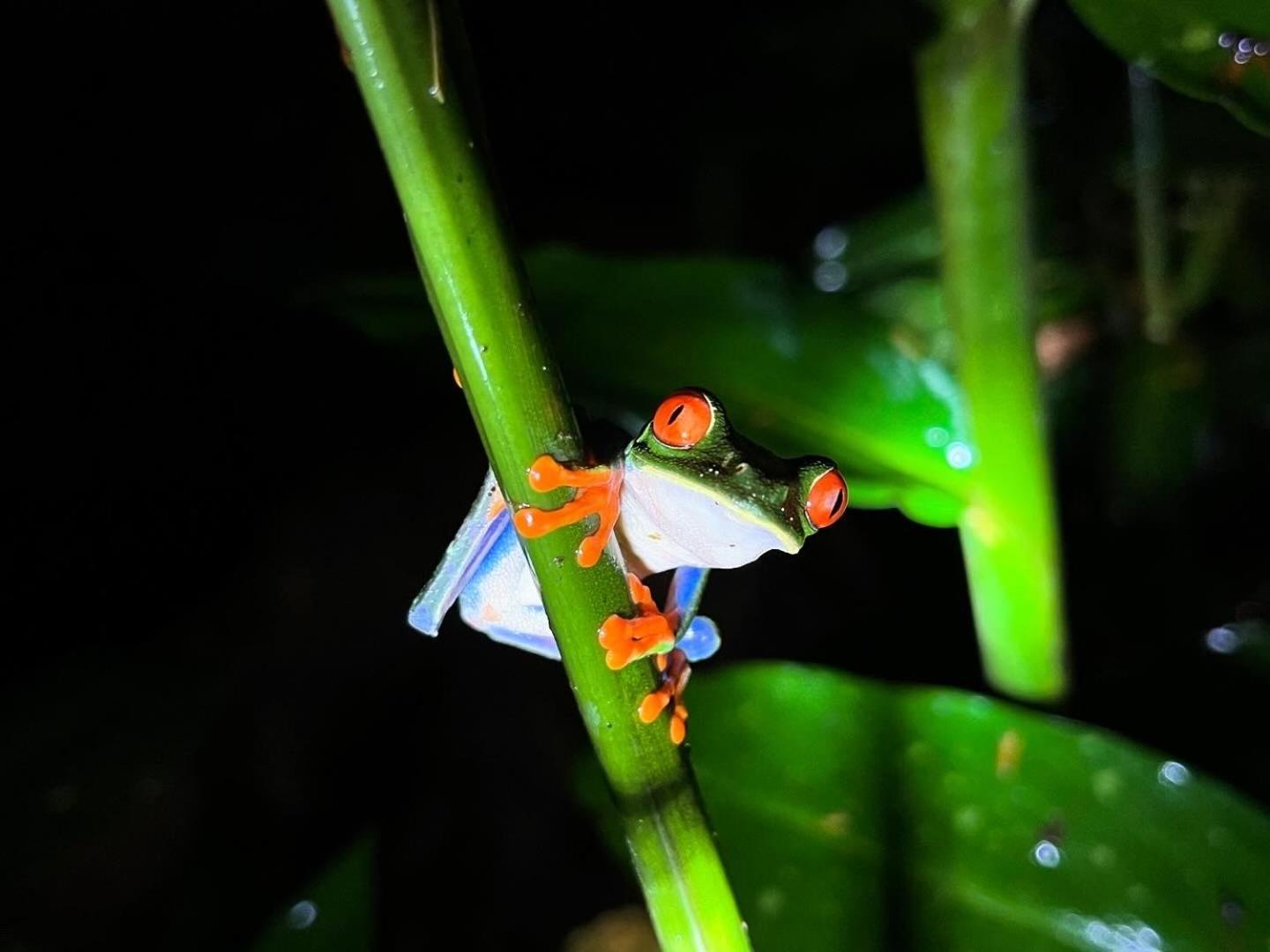 The Frog House La Fortuna Exterior foto